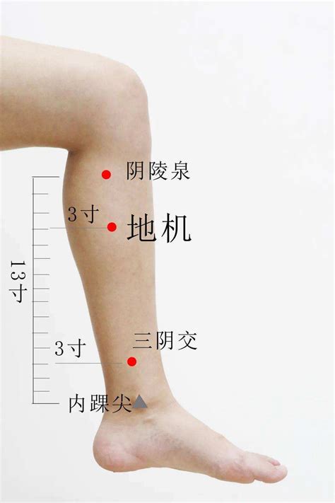 地經穴|地機穴:名稱釋義,功能作用,治法,定位,解剖,主治,操作,臨床運用,操。